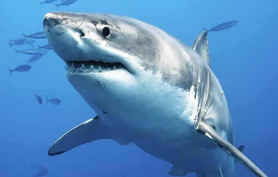 Shark Are Sharks Smart Sharkopedia