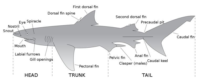 Shark anatomy