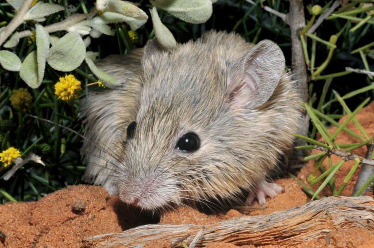 Shark Bay mouse Australian Wildlife Conservancy