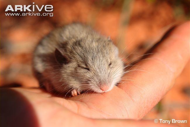 Shark Bay mouse Shark Bay mouse videos photos and facts Pseudomys fieldi ARKive