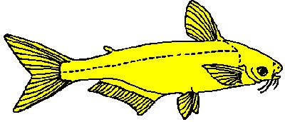 Shark catfish httpswwwplanetcatfishcomgiffamiliespangasi