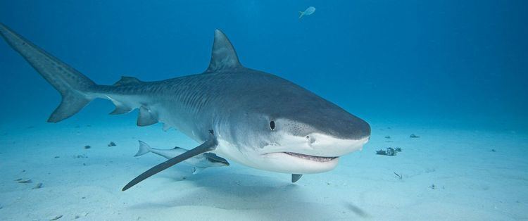 Shark Shark Attack Videos at ABC News Video Archive at abcnewscom