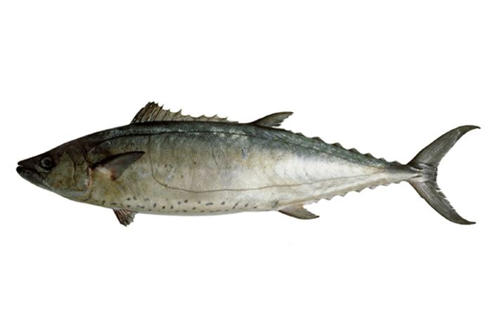 Shark mackerel Grammatorcynus bicarinatus