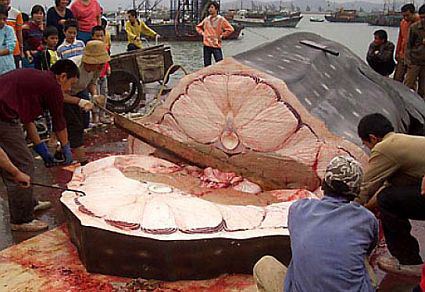 Shark meat Mille Feuille Shark Meat