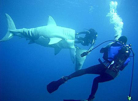 Shark: Mind of a Demon Shark Mind of a Demon with Fabien Cousteau Photos and Pictures
