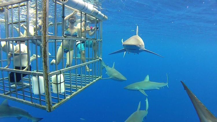Shark proof cage