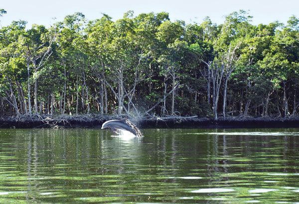 Shark River (Florida) d19vj6yy87fjj8cloudfrontnetwpcontentuploads2