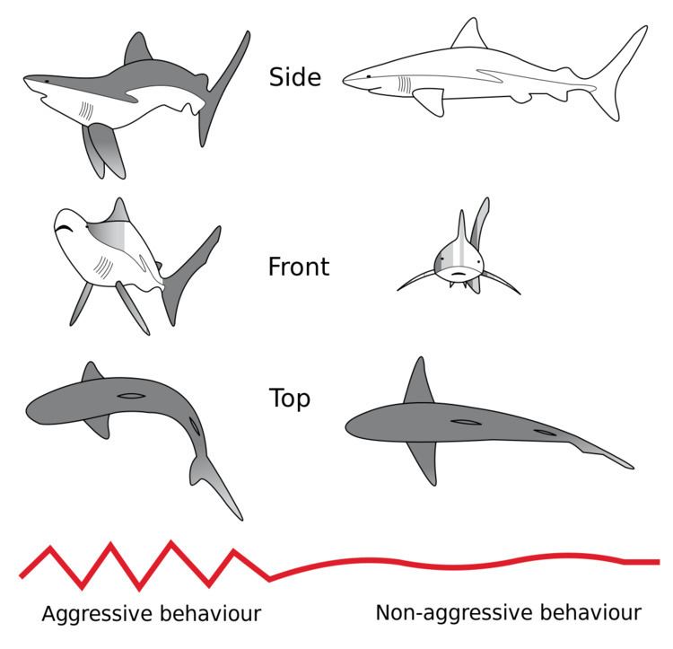 Shark threat display