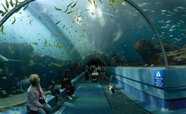 Shark tunnel