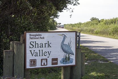 Shark Valley httpswwwnpsgoveverplanyourvisitimagesweb