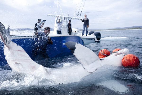 Shark Wranglers Petition Remove Shark Wranglers from DMF permit to capture and