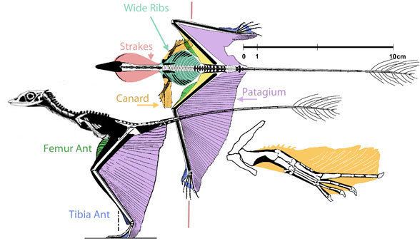 Sharovipteryx The Aerodynamics of Sharovipteryx the Hind Wing Glider The