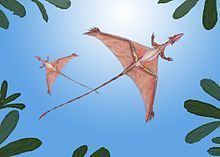 Sharovipteryx httpsuploadwikimediaorgwikipediacommonsthu