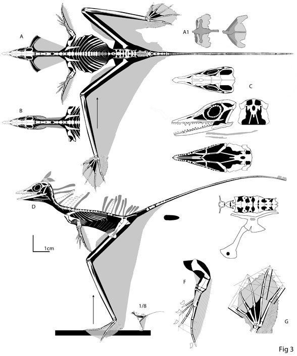 Sharovipteryx Sharovipteryx