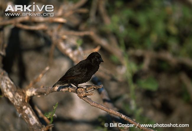 Sharp-beaked ground finch Sharpbeaked groundfinch videos photos and facts Geospiza