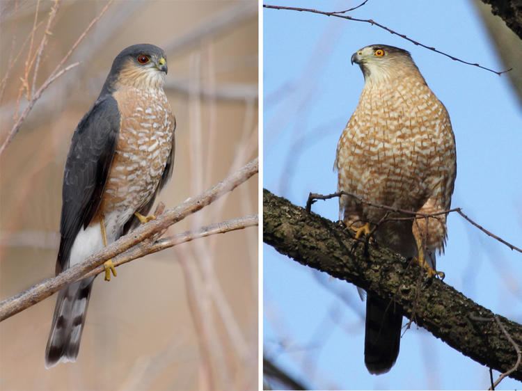 Sharp-shinned hawk A Beginners Guide to IDing Coopers and SharpShinned Hawks Audubon