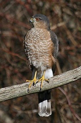 Sharp-shinned hawk Merlin Identification All About Birds Cornell Lab of Ornithology