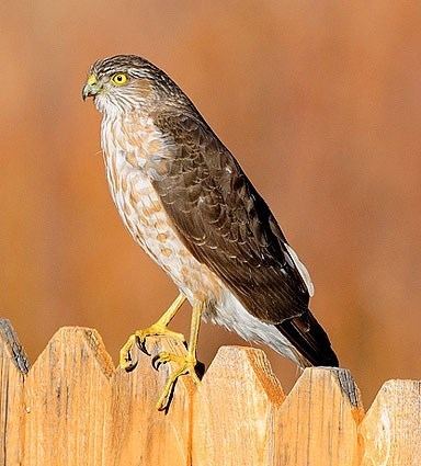 Sharp-shinned hawk Sharpshinned Hawk Identification All About Birds Cornell Lab of
