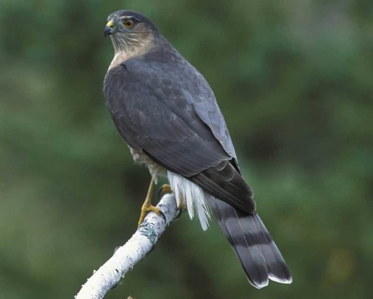 Sharp-shinned hawk Sharpshinned Hawk Audubon Field Guide