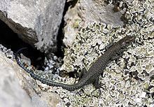 Sharp-snouted rock lizard httpsuploadwikimediaorgwikipediacommonsthu