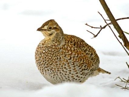 Sharp-tailed grouse httpswwwallaboutbirdsorgguidePHOTOLARGESh