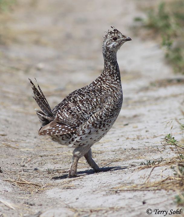 Sharp-tailed grouse Sharptailed Grouse Tympanuchus phasianellus