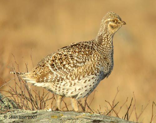 Sharp-tailed grouse Sharptailed Grouse