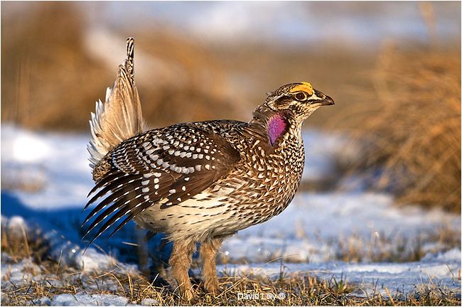 Sharp-tailed grouse Dancng with the SharpTailed Grouse by David Lilly The Canadian