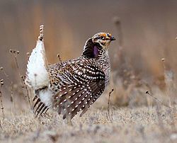 Sharp-tailed grouse Sharptailed grouse Wikipedia