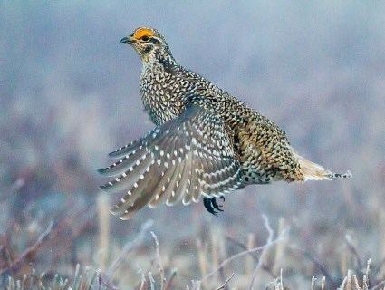 Sharp-tailed grouse Sharptailed Grouse Identification All About Birds Cornell Lab