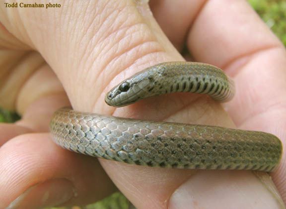 Sharp-tailed snake About Sharptailed Snakes