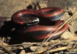 Sharp-tailed snake Reptiles of BC Sharptail Snake