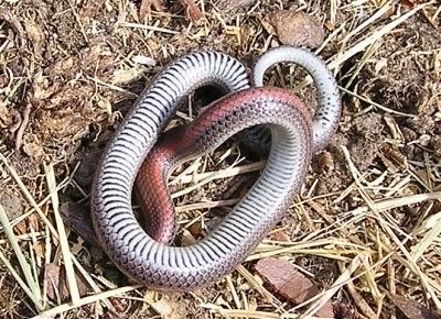Sharp-tailed snake Sharptailed Snake in Bay Area sfbaywildlifeinfo