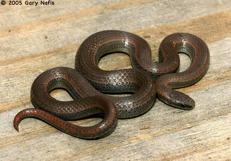 Sharp-tailed snake Common Sharptailed Snake Contia tenuis