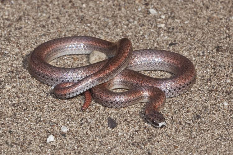Sharp-tailed snake Sharptailed snake Wikipedia