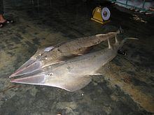 Sharpnose guitarfish httpsuploadwikimediaorgwikipediacommonsthu
