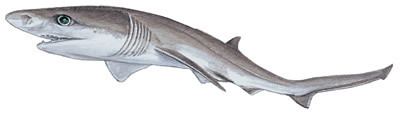 Sharpnose sevengill shark Sharpnose Sevengill Shark Shark Research Institute