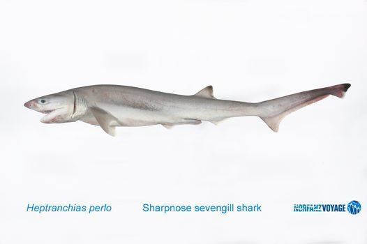 Sharpnose sevengill shark Sharpnose Sevengill Shark trawled during the NORFANZ expedition