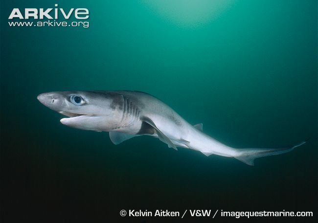 Sharpnose sevengill shark Sharpnose sevengill shark videos photos and facts Heptranchias