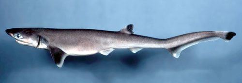 Sharpnose sevengill shark wwwefsacoukimagesfishsharpnosesevengillsh