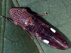 Sharpshooter (insect) httpsuploadwikimediaorgwikipediacommonsthu