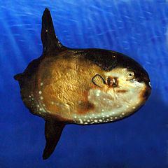 Sharptail mola httpsuploadwikimediaorgwikipediacommonsthu