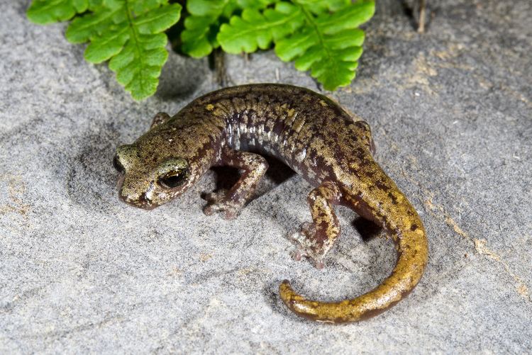 Shasta salamander Shasta Salamander Shasta Salamander Hydromantes shastae Jack
