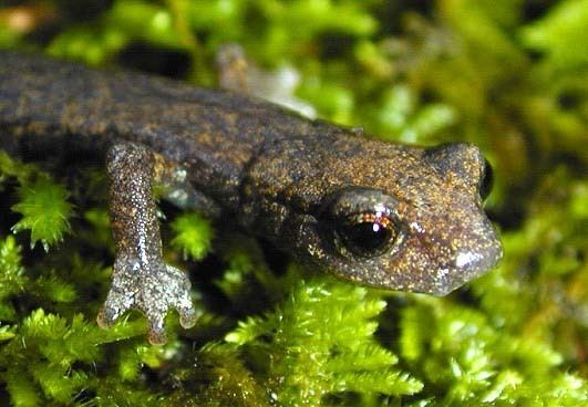 Shasta salamander Shasta Salamander Herpetology Wildlife and Fish Research Topics