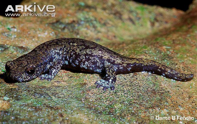 Shasta salamander Shasta salamander videos photos and facts Hydromantes shastae