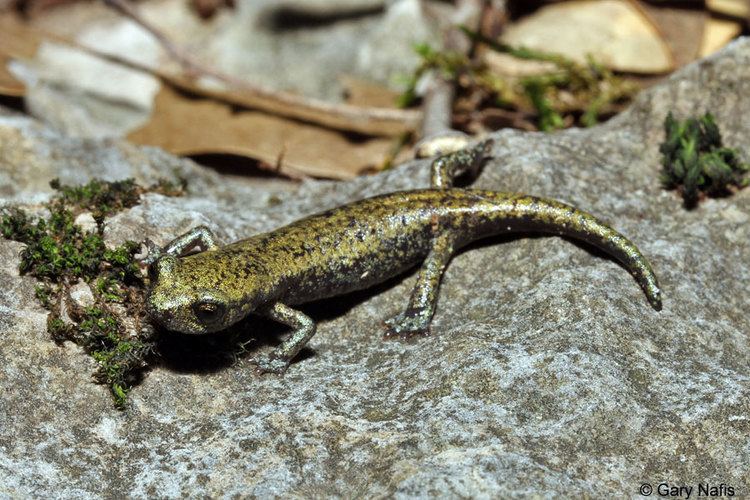 Shasta salamander Shasta Salamander Hydromantes shastae