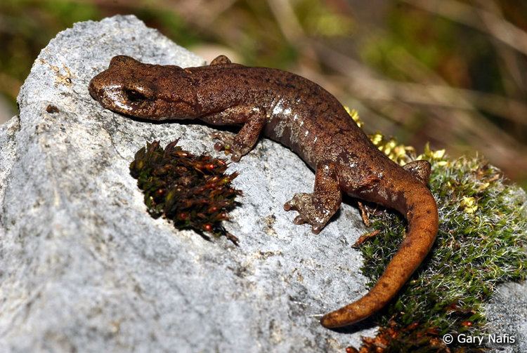 Shasta salamander hshastae3062jpg