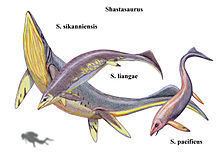 Shastasaurus httpsuploadwikimediaorgwikipediacommonsthu
