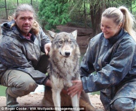 Shaun Ellis (wolf researcher) I howled for the woman I loved and she howled back British