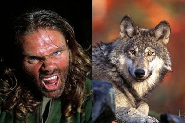 Shaun Ellis (wolf researcher) Meet the man who lived with wolves Saloncom